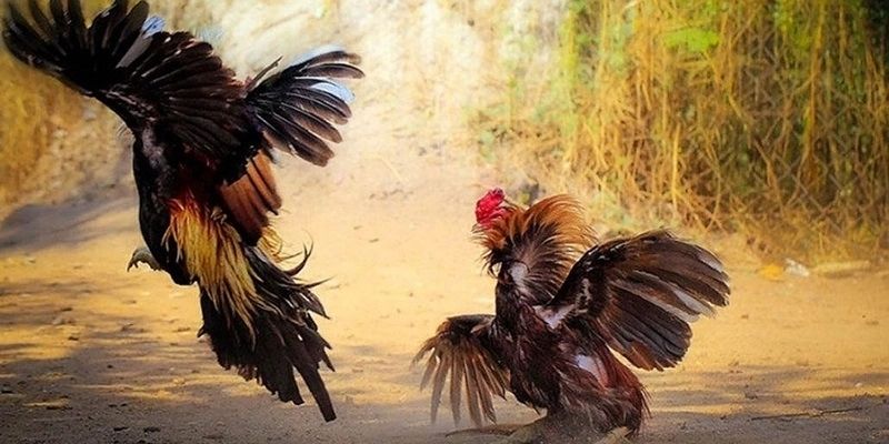 ข้อมูลพื้นฐานเกี่ยวกับ WS168 ไก่ชน