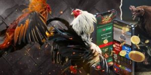 คำศัพท์ในกฎการเล่นไก่ชน