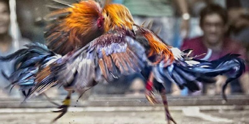 วิธีการเล่นไก่ชนที่ดีแต่มีคนรู้น้อย