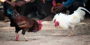 ประเภทของไก่ชน UFA ที่ได้รับความนิยม
