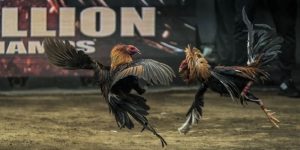 ไก่ชนสดคืออะไร?