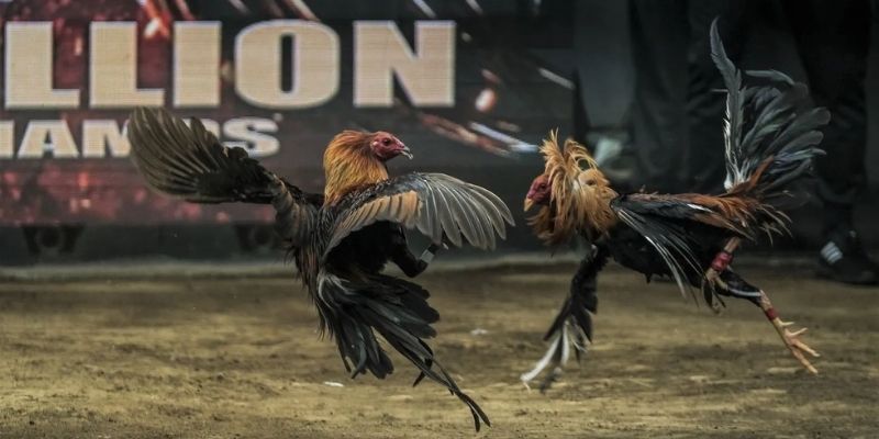 ไก่ชนสดคืออะไร?